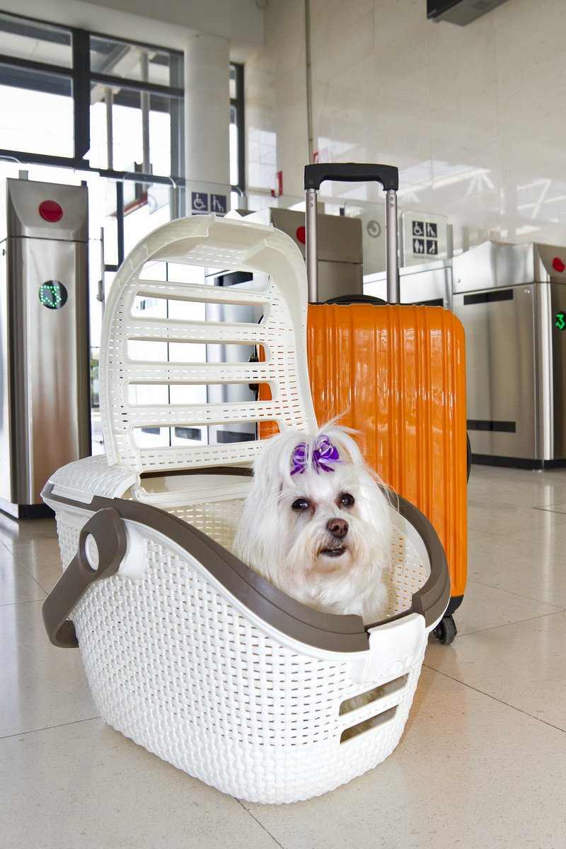 curver-petlife-tiertransportbox-wei-51x38x33-cm image 6