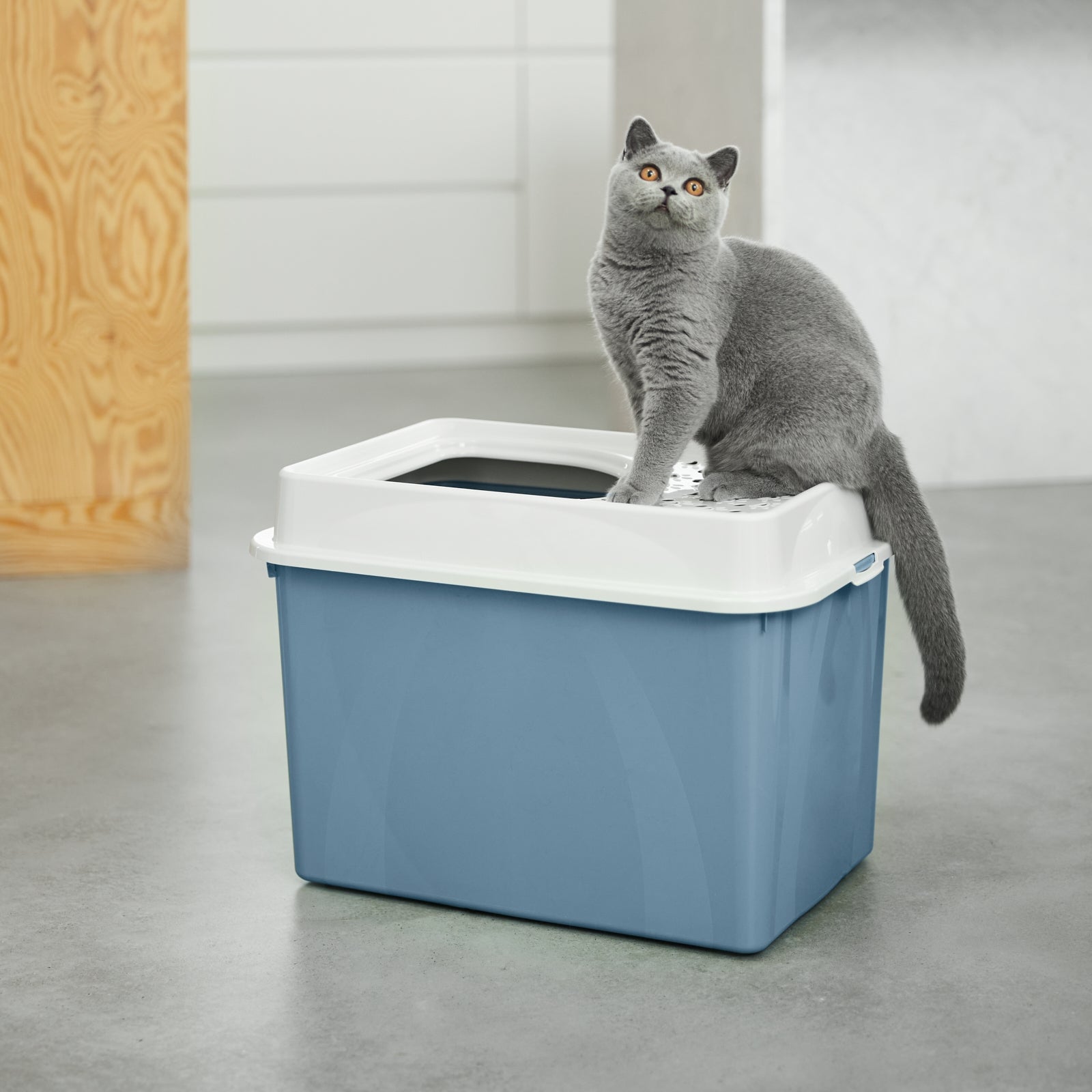 rotho-berty-katzentoilette-top-einstieg-schwarz-f-r-gro-e-katzen image 6